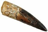 Fossil Spinosaurus Tooth - Huge Dinosaur Tooth #262980-1